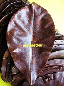 Ketapang Indian Almond Leaves 30 pcs. Best Catappa Shrimp Betta Discus Cichlid - Picture 1 of 8