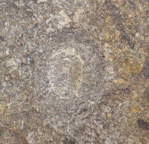 Trilobit, Miraspis mira, Silur, Wenlock, Lodenice, Repubblica Ceca -b104 - Foto 1 di 4