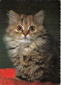 POSTAL PERRO Y GATO TAMAÑO CONTINENTAL GATO BUENA MUY BUENA - Imagen 1 de 2