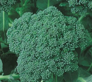 Organic Grown x30 Green Sprouting Broccoli seeds - Picture 1 of 1