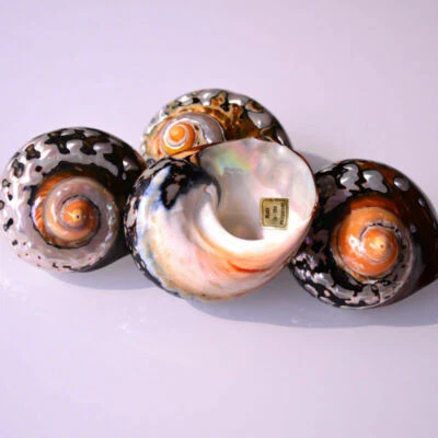 Natural African Turban Shell Conch Coral Sea Snail Garnish Fish Tank Ornament UK - Image 1 of 4