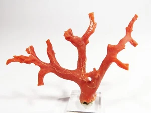 78.6 mm RED CORAL, LAPIDARY ROUGH OR SPECIMEN, MEDITTERANEAN SEA - Picture 1 of 2