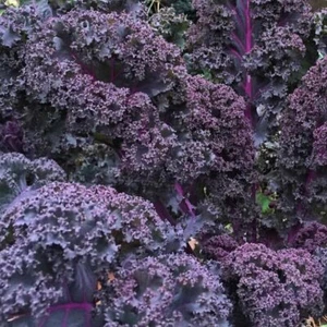 Scarlet Kale, NON-GMO, Dark Purple, Ornamental and Edible, FREE SHIPPING - Picture 1 of 2