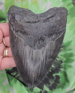 Megalodon Sharks Tooth 5 7/16" inch VERY NICE fossil sharks teeth tooth - Picture 1 of 7