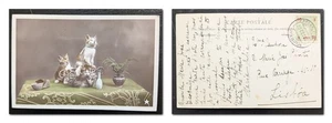 São Miguel ponta delgada 1909 picture photo card with kittens sent to Lissabon - Picture 1 of 3