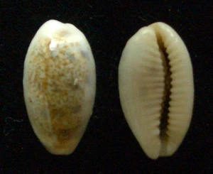 Gema de 16-17 mm caracol Cypraea pallidula MUY PEQUEÑA - Imagen 1 de 1