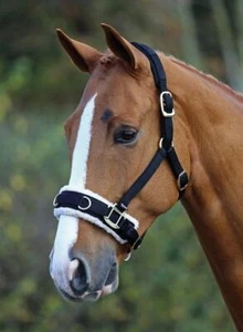SHIRES FLEECE LINED NYLON LUNGING CAVESSON HALTER - Picture 1 of 1