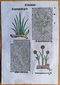 Post Incunable Leaf Hortus Sanitatis Colored Woodcuts Botany (P) - 1511 - Picture 1 of 2