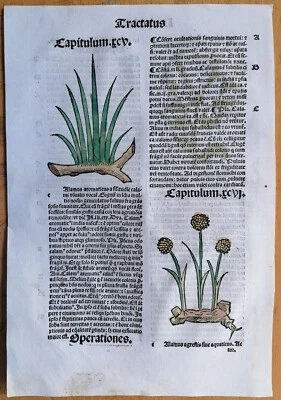 Post Incunable Leaf Hortus Sanitatis Colored Woodcuts Botany (P) - 1511 - Image 1 of 2