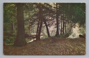 Reincarnation Trees Hartsook Inn Redwoods Highway US 101 San Francisco Postcard - Picture 1 of 2