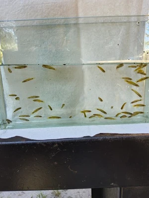 40 Pygmy Killifish - Imagem 1 de 3