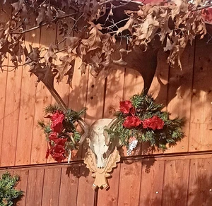 Kapitaler Damhirsch auf Brett, Geweih, Hirschgeweihe Chalet Adventskranz - Bild 1 von 2