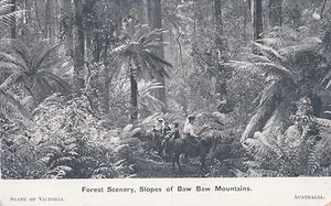 Postcard American Fleet visit to Australia Forest Scenery Baw Baw Mountains - Imagen 1 de 1