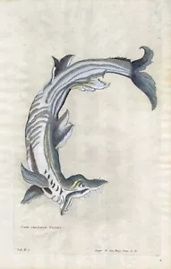 GREAT WHITE SHARK ENGRAVING WILLUGHBY 1ST EDITION 1686 BEAUTIFUL RARE PRINT VG - Picture 1 of 6