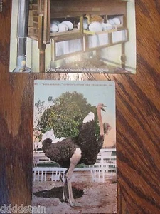 2 postales vintage de Cawston's Avestruch Farm Pasadena California - hechas en Alemania - Imagen 1 de 3