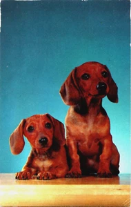 Cartolina d'epoca 1957 Daschund cuccioli cani Hansel & Gretel pubblicata - Foto 1 di 2