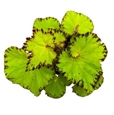 1 Live Begonia River Nile Plant – 4–6" Tall – 4" Nursery Pot – Ships No Pot - Image 1 of 4