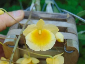 Dendrobium aggregatum Bloom size 6" wood basket SPECIES LARGE PLANT A1A - Picture 1 of 2
