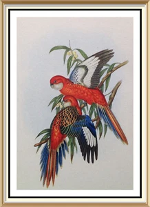 Original c1947 Lithograph JOHN GOULD 77+yr Old Art Print Bird FIERY PARAKEET - Picture 1 of 3