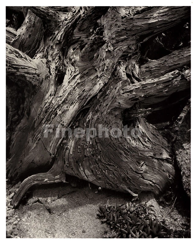 1931 Vintage California POINT LOBOS CYPRESS Tree Wood Photo Art By EDWARD WESTON Foto 1 de 1
