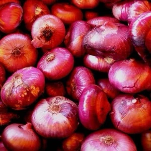 ONION Cipollini Red 50 Seeds Heirloom - Picture 1 of 1