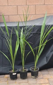 7" Potted 7+ Yrs Medjool Date Palm Tree, Phoenix Dactylifera, 1 Live Plant, 42"+ - Picture 1 of 4