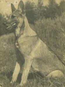 Belgium? German Shepherd Dog Old Art Photo ALF 1944 #3 - Picture 1 of 3
