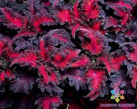25 + 黑龙露露 Coleus 种子用于花园种植 - 美国 - 免费送货! — 第 1/1 张图片