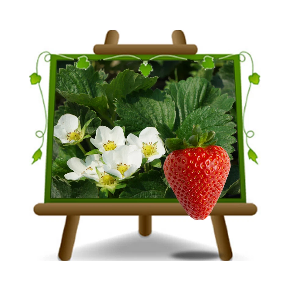Fragole FIORE BIANCO Pianta Frutti Minori su Vaso 14 cm - Immagine 1 di 1