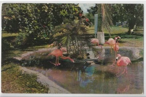 Vtg 1951 Postcard - Tropical Florida's Graceful Flamingos - Picture 1 of 2