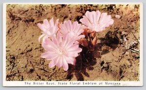 Greetings from Montana Bitter Root State Floral Emblem Pink Flowers Postcard - Picture 1 of 2