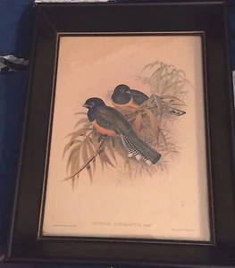 J. Gould und H.C. Richter, TROGON CALIGATUS Lithographie gerahmt schön!! - Bild 1 von 3