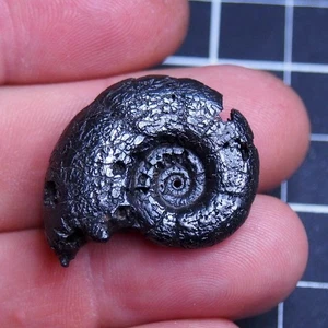 32mm Ammonite Hematite Morocco Jurassic Fossil Ammoniten 1929 - Picture 1 of 11