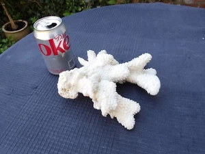 Vintage Piece of White Branch Coral Free Standing - Approx 20 cm x 19 cm x 6 cm - Picture 1 of 13
