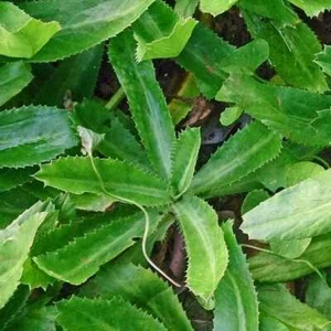 Semillas de culantro | Semilla de cilantro mexicano asiático Ngò Gai Recao sombra Beni 2025 - Imagen 1 de 11