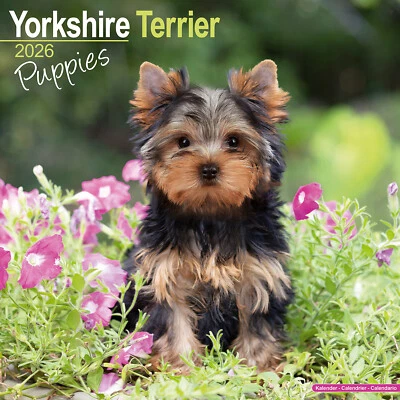AVONSIDE PUBLISHING LTD Yorkshire Terrier Puppies 2026 Calendar Gift Puppy Wall 20% OFF MULTI ORDERS