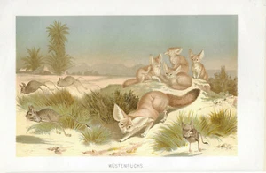 Wüstenfuchs Fuchs Farb-Lithographie 1890 - Altes Bild Druck Print Zoologie Tiere - Bild 1 von 2