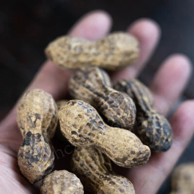 10Pcs Purple Sand Tea Pet Ceramic Handmade Peanut Sculpture Decoration - Image 1 of 4