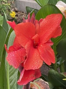 Canna Red Durban, Rare Canna In Australia , Tropical Type Flowering Perennial - Picture 1 of 10