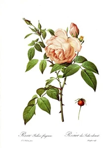 Botanical Print Redoute Roses, Rosa Indica fragrans, 1978 reproduction print - Picture 1 of 1