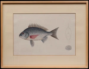 MANNER OF MARCUS ELIESER BLOCH, ICHTHYOLOGY FISH WATERCOLOUR PAINTING, SEA BREAM - Picture 1 of 15
