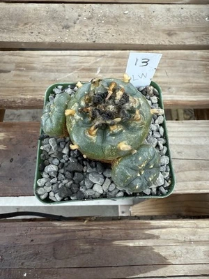 Bonita raíz de grifo Astrophytum Aztekium Cactus Foto 1 de 3