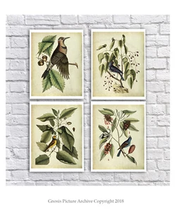 Juego de 4 estampados de arte de pared de aves botánicas de colección de 4 regalo de observación de aves - Imagen 1 de 6