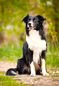 Border Collie Photo Magnet 3"x5" - Picture 1 of 1