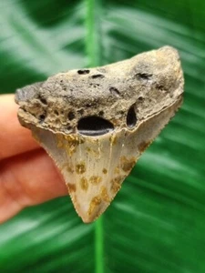 Dente posteriore massiccio 5,1 cm del megalodonte - dente di squalo fossile - Foto 1 di 6