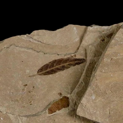 2 Two Detailed Cedrelospermum Nervosum Fossil Plant Leaf Eocene Age Green River - Image 1 of 4