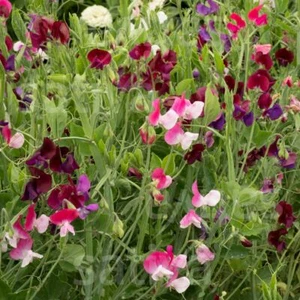 Fiore annuale, EDELWICKE, semi biologici Demeter, 2,5 g - Foto 1 di 3