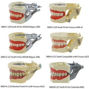 Modelo Typodont Dental Apto para Columbia NISSIN Kilgore Frasaco 28 piezas/32 piezas dientes - Imagen 1 de 76