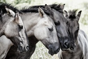 Four Konik Horses by Jaap van den Helm Horse Photography Giclee Art Print - Picture 1 of 4