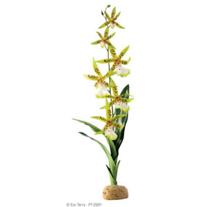 Exo Terra Terrarien-Pflanze Spinnen Orchidee, UVP 19,99 EUR, NEU